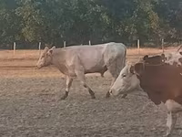 Boğa, Charolais cattle — foto 6