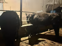 گاو نر, Swiss cattle — عکس 5