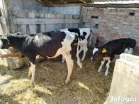 Ko, Russian Black pied cattle — foto 1