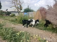 بز نر, بز — عکس 3