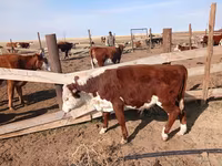 Bull, Kazakh White-headed cow — photo 4
