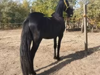 اسب نر, Friesian — عکس 4