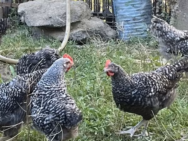 Gallina slovena barrata
