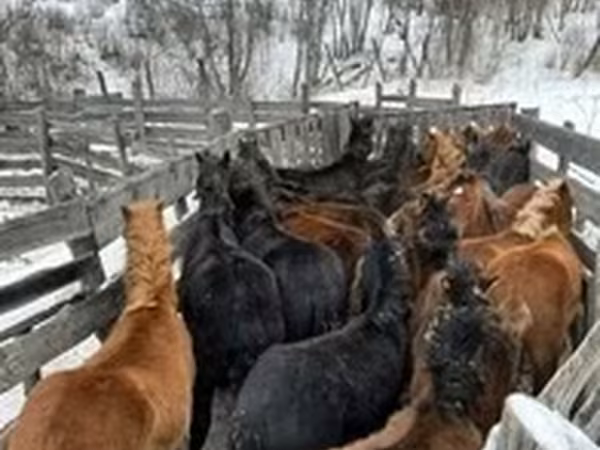 Horse (M), Soviet Heavy draft