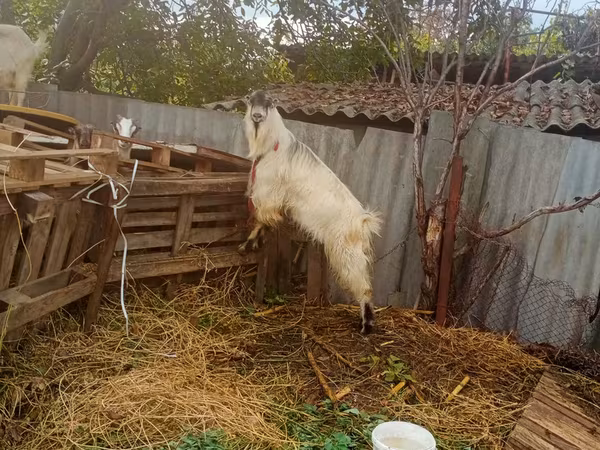 Billy Goat, Goats — Moldova