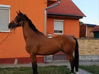 حصان, Dutch warmblood horse — الصورة 6