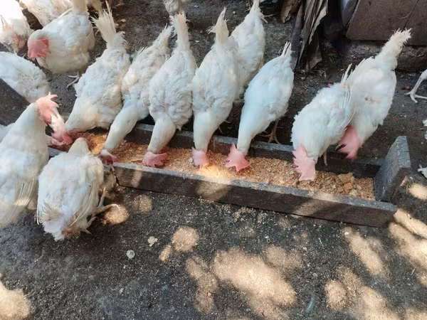 Chickens