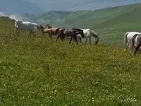Kısrak, Atlar — foto 4