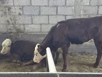 Krava, Simmental cattle — fotografija 3