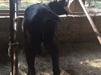 Vacă, Vaca kazahă cu cap alb — foto 2