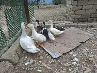 Ducks — Foto 7