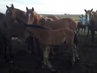 ม้าตัวเมีย, Horse breed — รูปภาพ 4