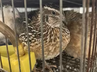 Quails — foto 2