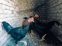 Chickens — รูปภาพ 2