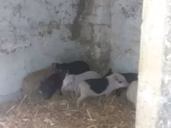 Knur, Вьетнамская вислобрюхая