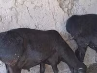 قوچ, گوسفند — عکس 3