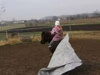 公马, Shetland Pony — 照片 3