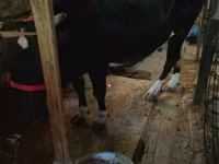 Lo’, Russian Black pied cattle — sawirka 1
