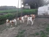 Býk, Simmental cattle — foto 4