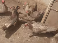 Ducks — ảnh 5