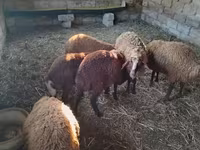 گوسفند (گروه، جنسیت مشخص نشده), گوسفند — عکس 2