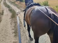 Kuda betina, Nonius horse — foto 3