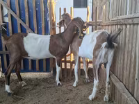 بز ماده, Nubian Goat — عکس 1