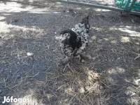 Chickens — عکس 5