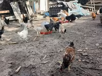 Chickens — عکس 1