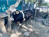 Toro, Russian Black pied cattle — foto 1