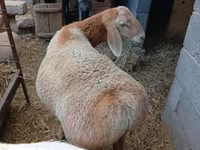 公羊, Arashan sheep — 照片 5