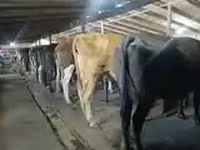 Bò cái, Giống Holstein — ảnh 8