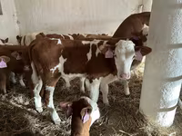 گاو نر, Simmental cattle — عکس 2