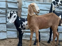 ছাগী, Nubian Goat — ছবি 4