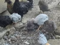 Guinea fowl — الصورة 5