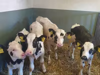 Toro, Razza Holstein — foto 1