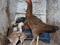 Chickens — foto 4