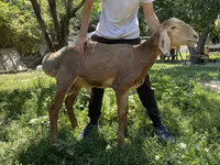 Vædder, Arashan sheep — foto 1