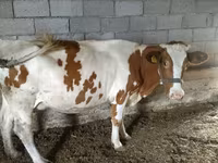 Vacă, Swiss cattle — foto 4