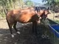 Klisna, Kyrgyz Horse — foto 5