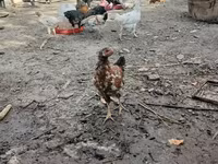 Chickens — عکس 2