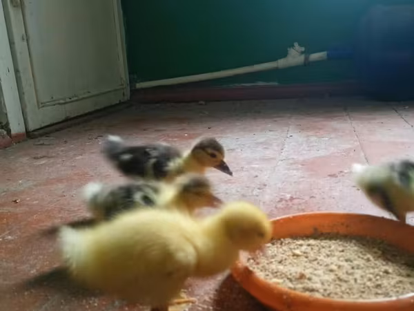 Ducks
