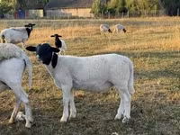 Widder, Dorper sheep — Foto 4