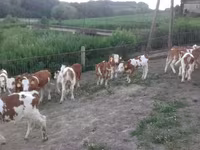 Býk, Simmental cattle — foto 2