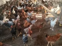 Chickens — ፎቶ 4