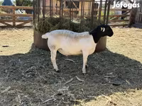 Beran, Dorper sheep — foto 3