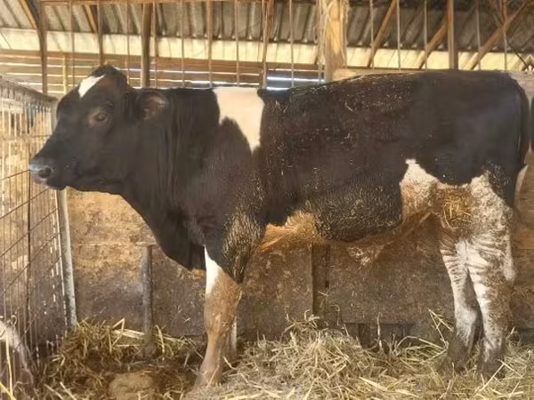Bull, Simmental cattle — Hungary