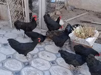Australorp — picha 2