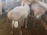 Montone, Arashan sheep — foto 5