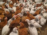 Chickens — foto 2